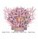 Coral Reef Medium Pink